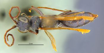 Media type: image;   Entomology 15340 Aspect: habitus dorsal view
